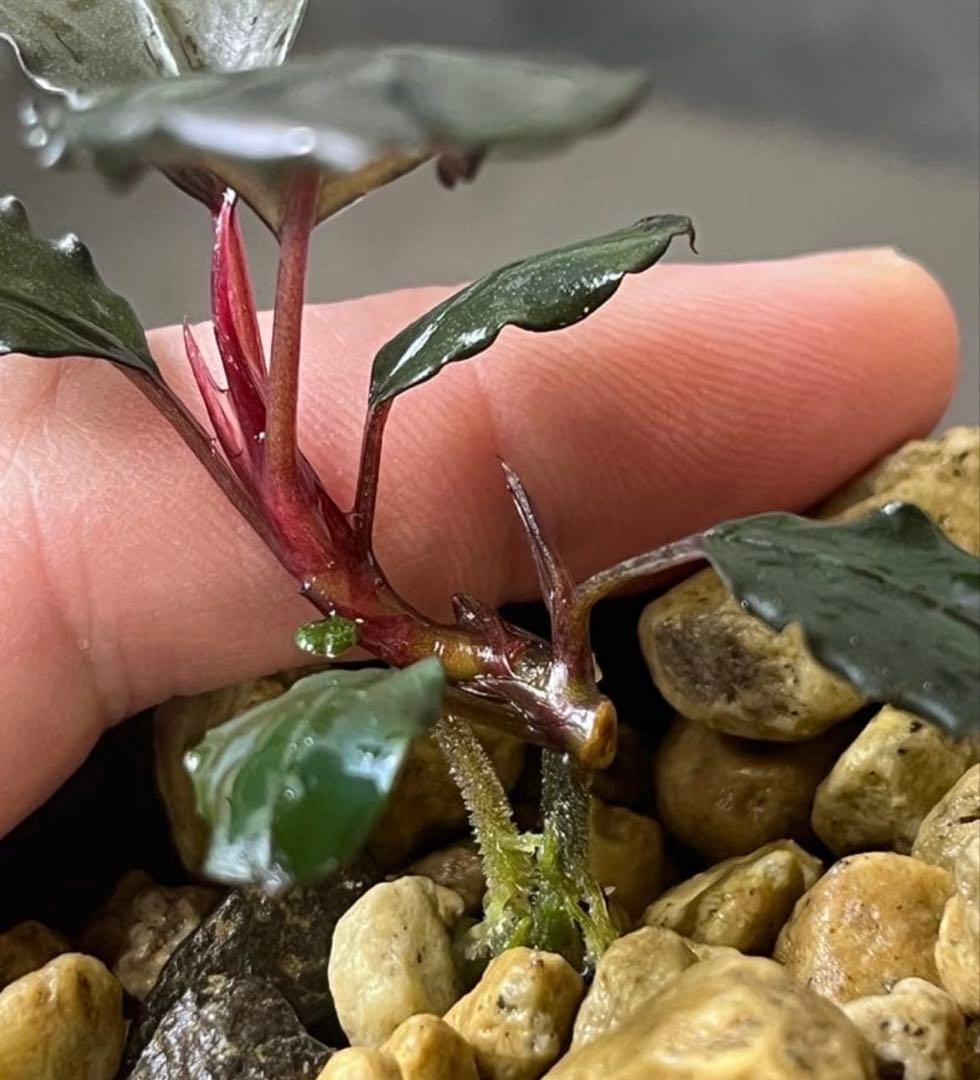 Bucephalandra sp. red metal【水の国】 - メルカリ