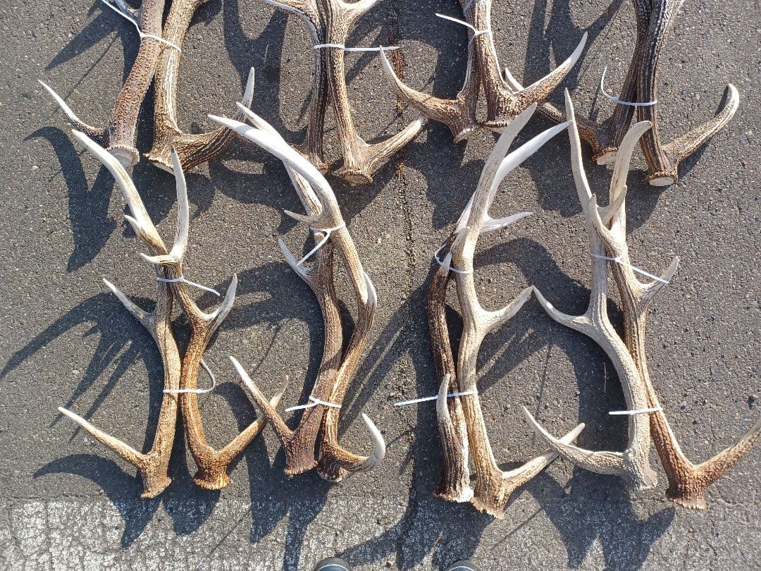 エゾシカの角　16本
