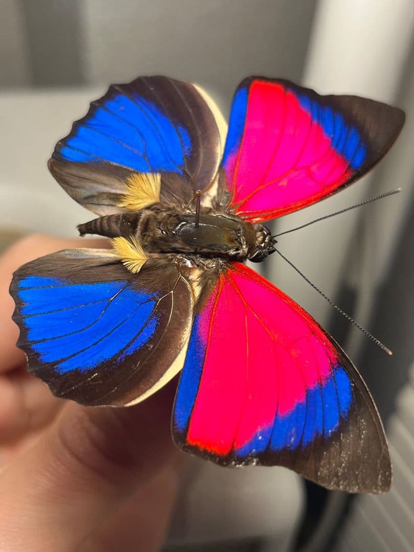 極美PINK】アグリアスクラウディナサルダナパルス♂ ミイロタテハ 蝶標本