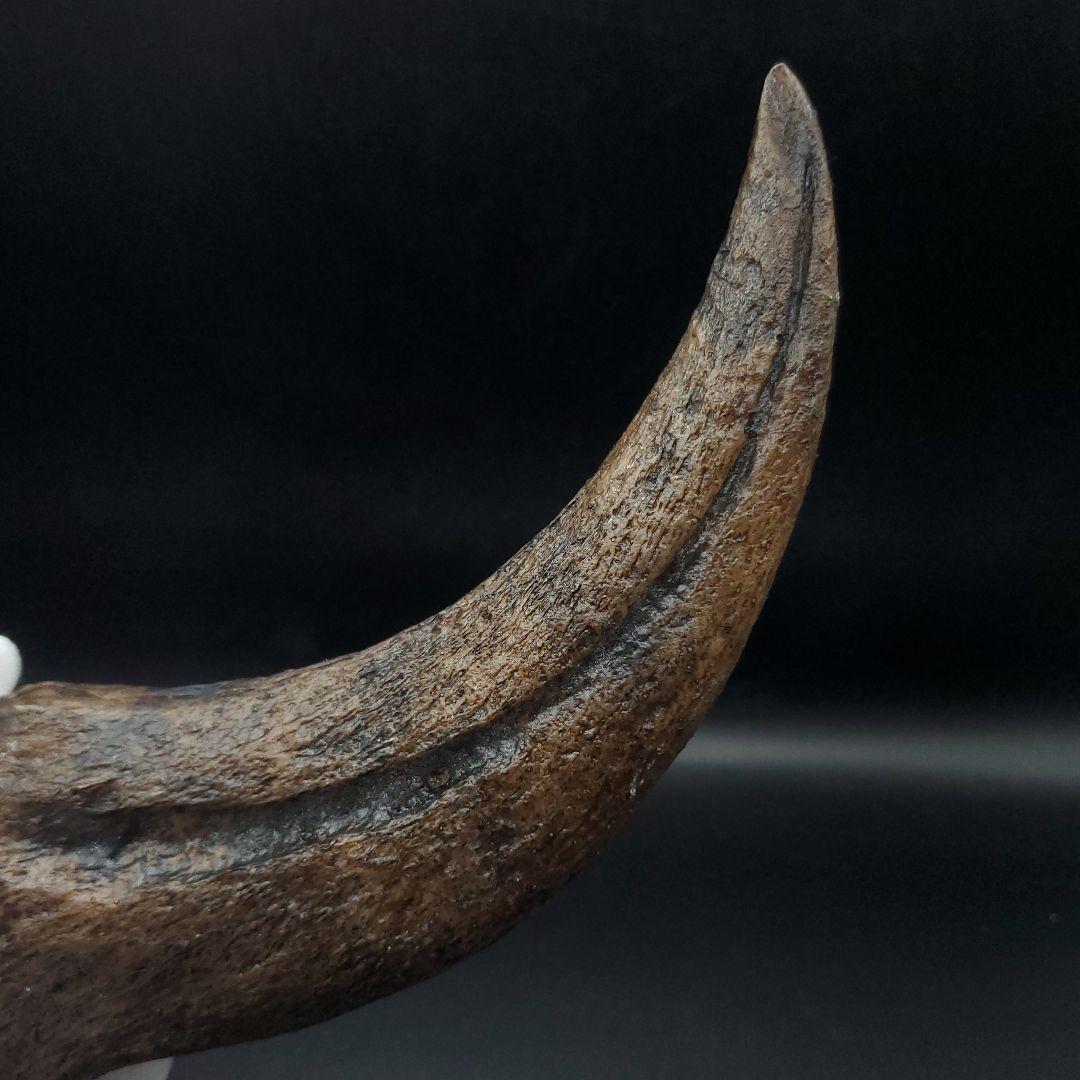 スピノサウルス 爪 レプリカ 179.96mm  spr3