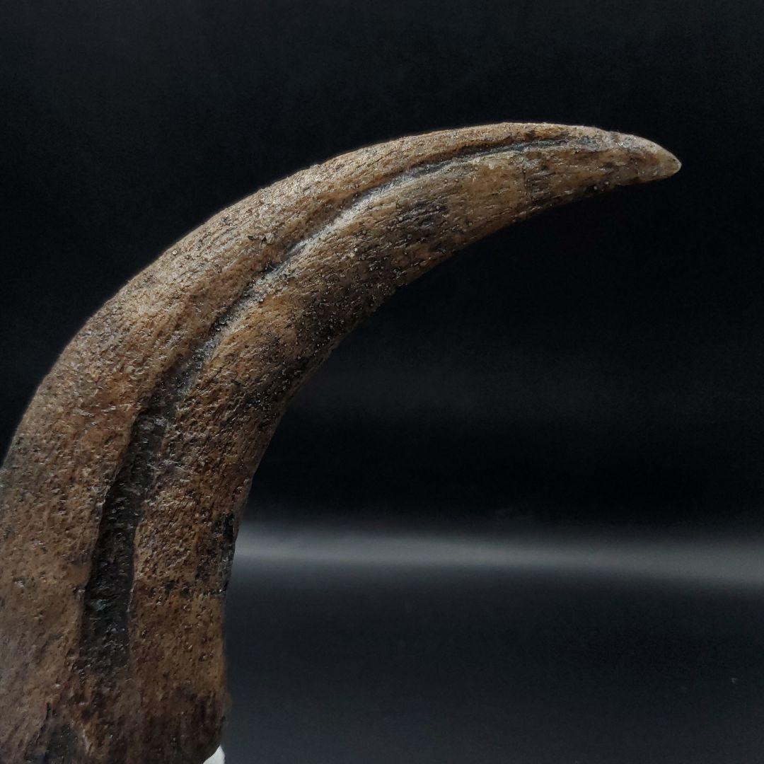 スピノサウルス 爪 レプリカ 179.96mm  spr3