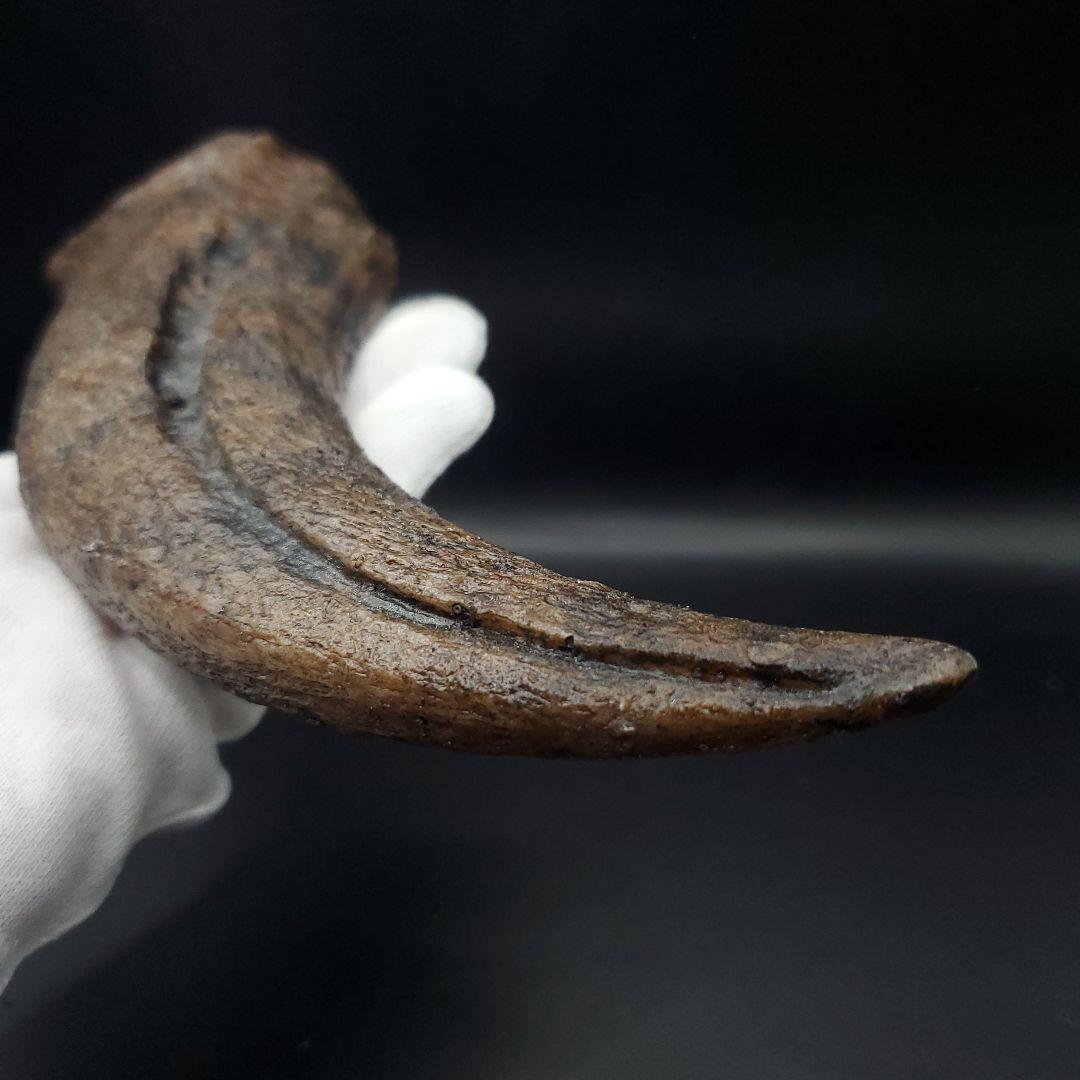 スピノサウルス 爪 レプリカ 179.96mm  spr3