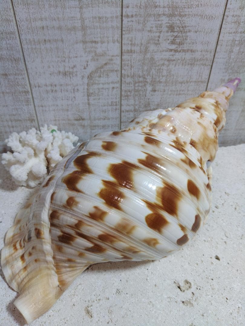 美品！法螺貝 ホラ貝の置物 33センチ - メルカリ