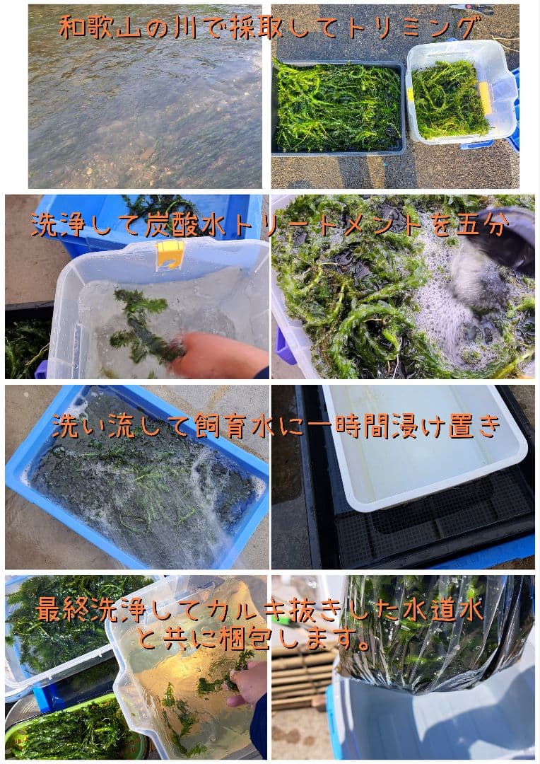 専用ページ】天然アナカリス、1000本