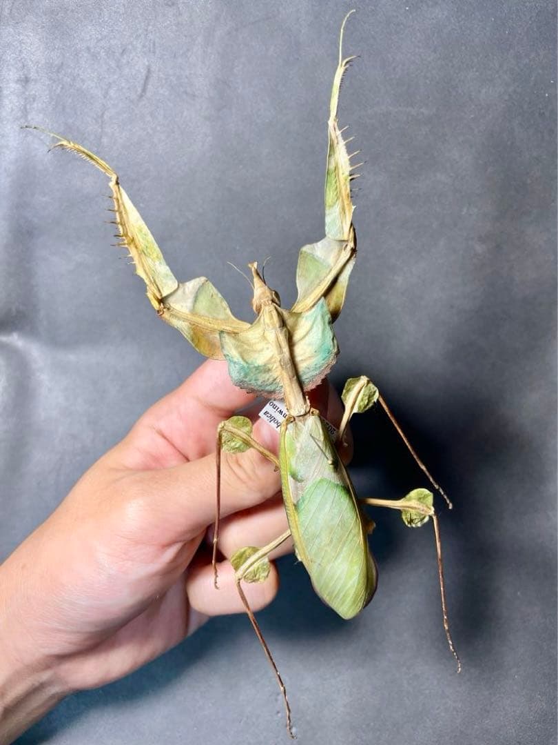 昆虫標本 色残り良好 大型ニセハナマオウカマキリ 106mm - メルカリ