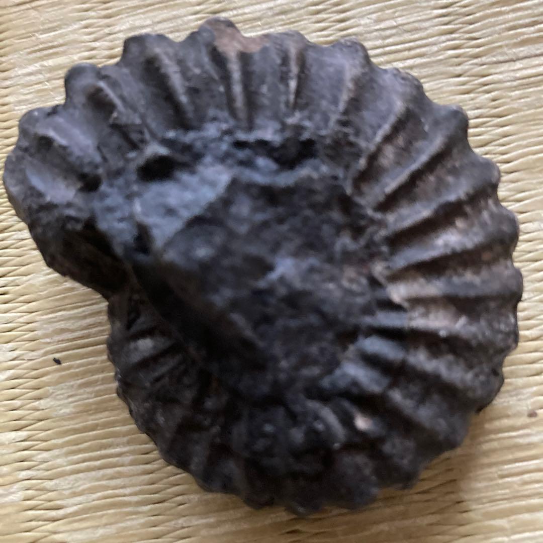 ブラック！アンモナイト ペルー産 白亜紀 リエリセラス腕足類