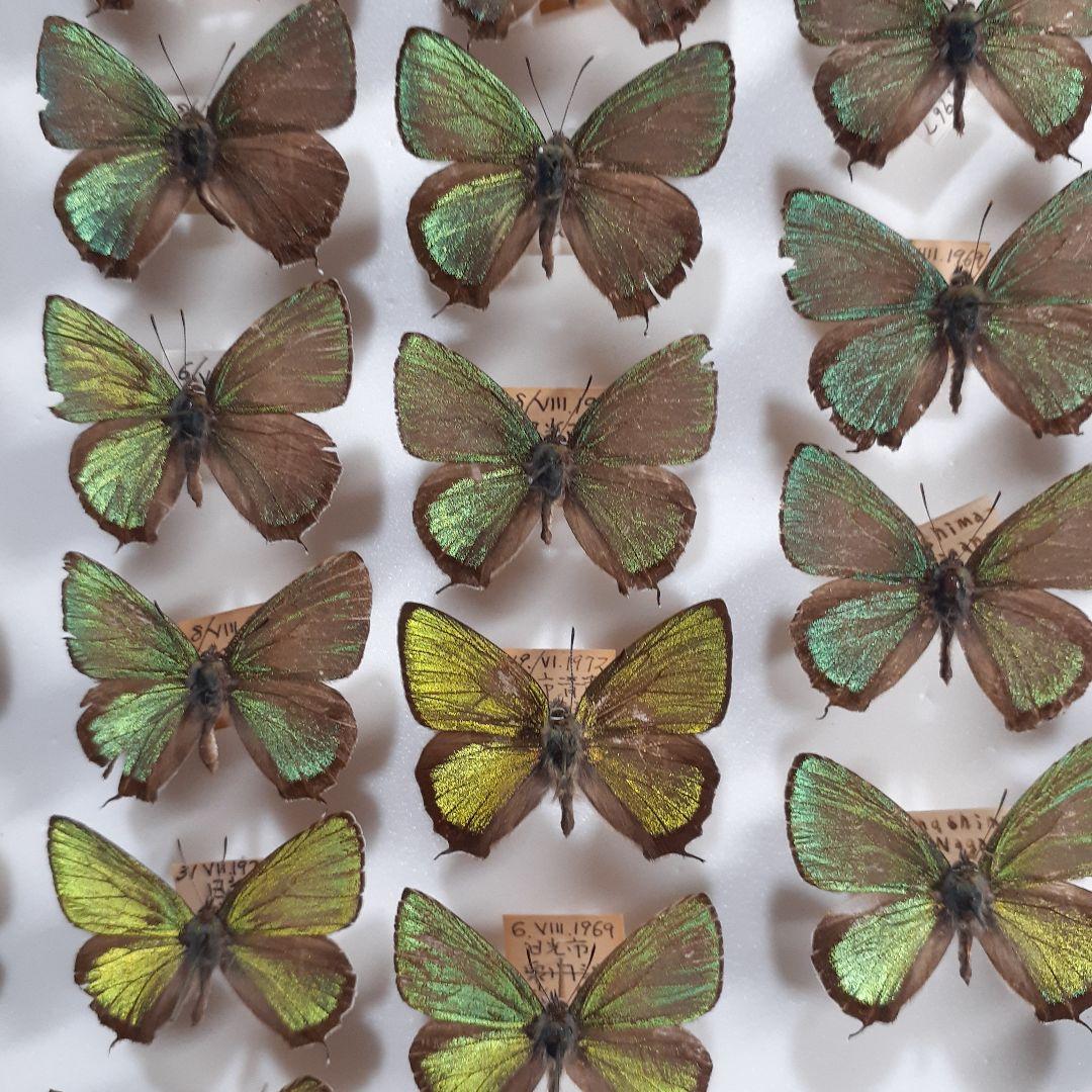 蝶標本 ゼフィルス及びセセリチョウ科22種。大型ドイツ標本箱二箱入り