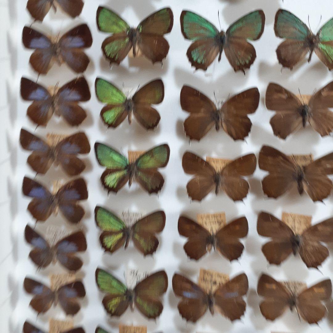 蝶標本 ゼフィルス及びセセリチョウ科22種。大型ドイツ標本箱二箱入り