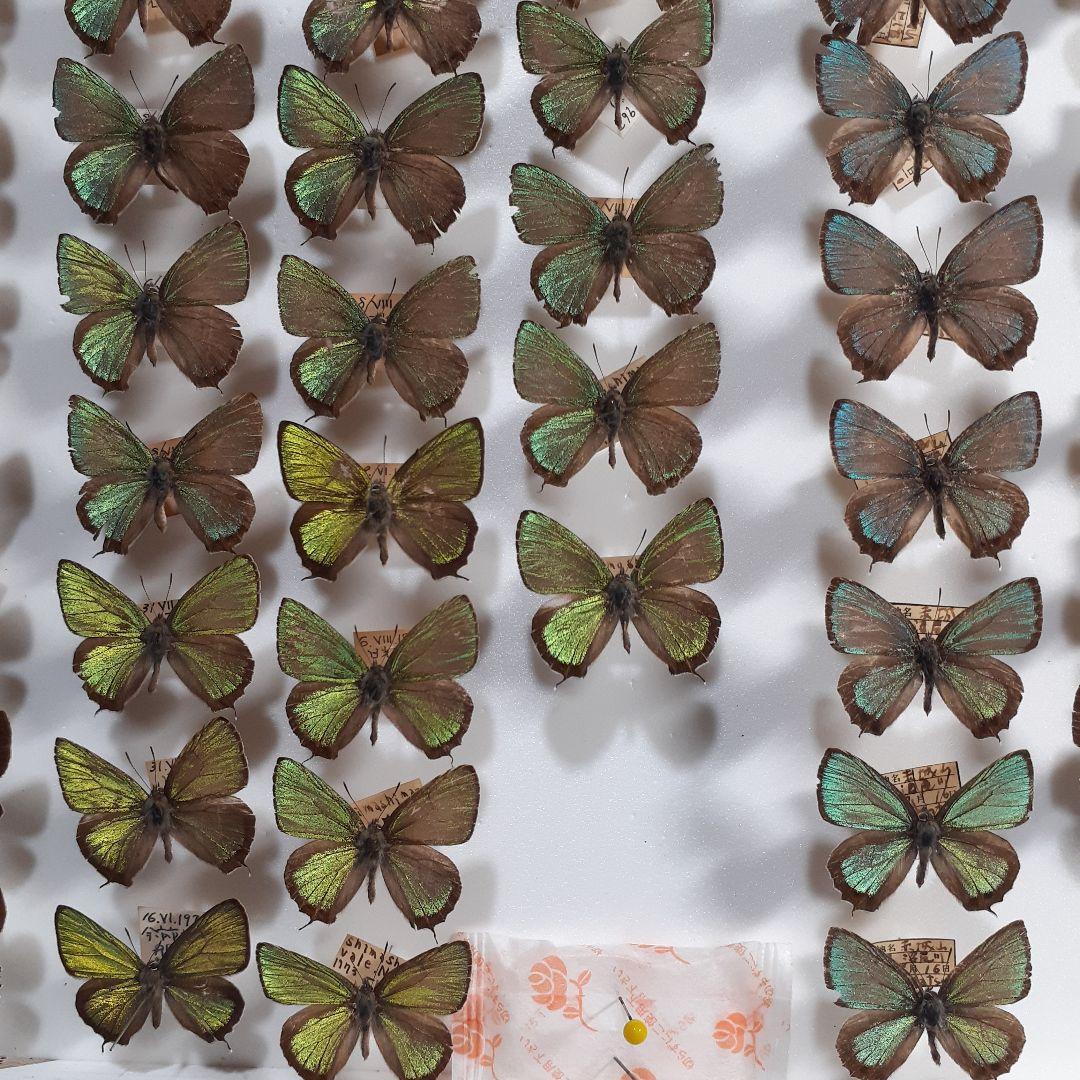 蝶標本 ゼフィルス及びセセリチョウ科22種。大型ドイツ標本箱二箱入り