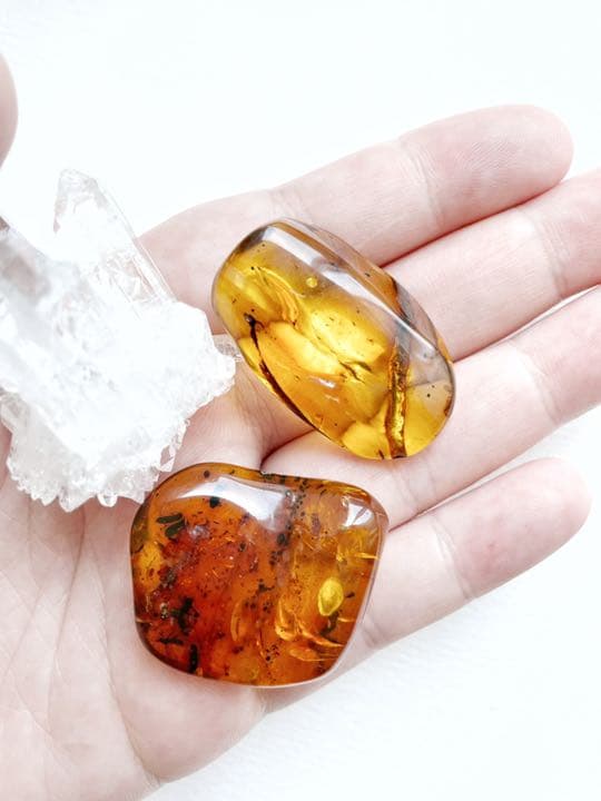 大粒 虫入り天然琥珀 植物片 化石 恐竜 夏休み 自由研究