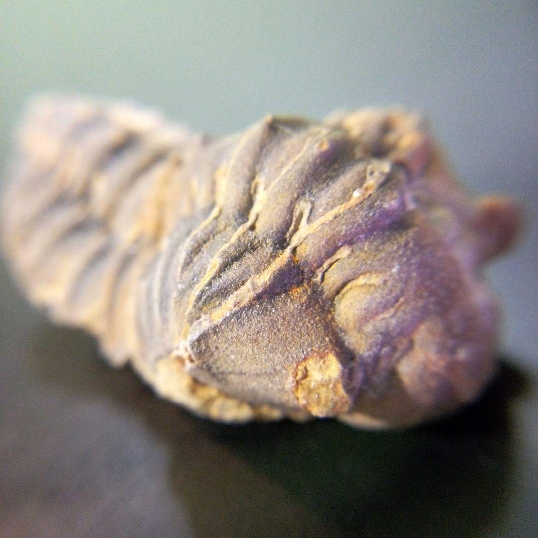 三葉虫 化石 fossil 海 ボリビア産 trilobite 海生動物判別⑫