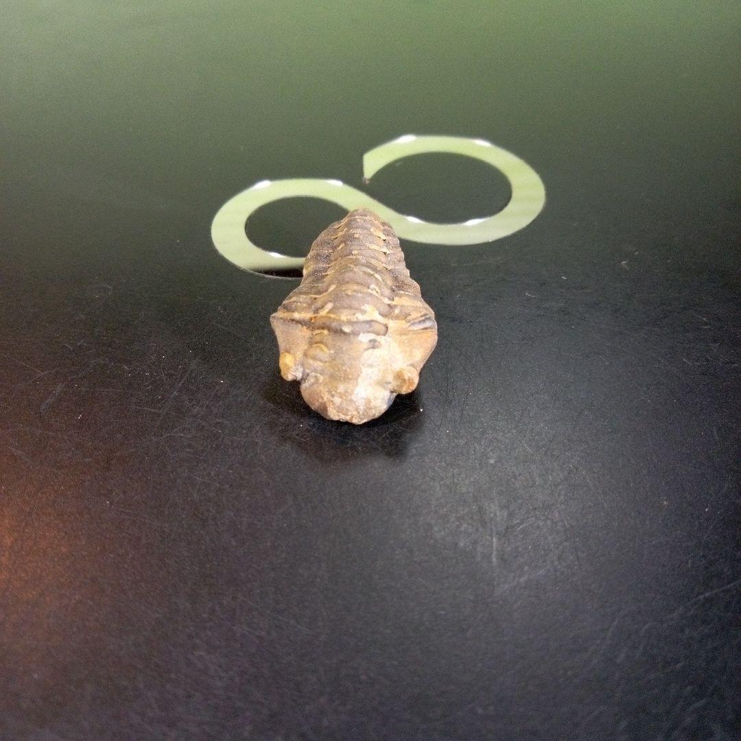 三葉虫 化石 fossil 海 ボリビア産 trilobite 海生動物判別⑫