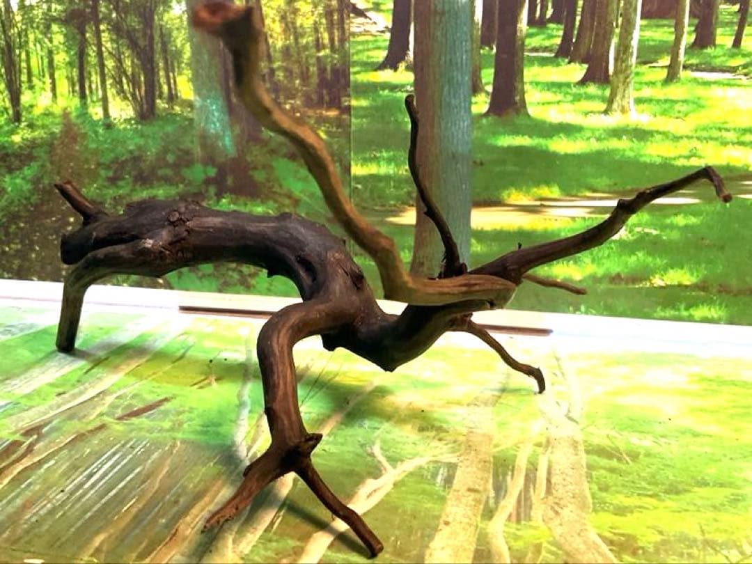 天然水槽用流木 たおやかにしなる優美な中サイズブランチウッド 煮沸