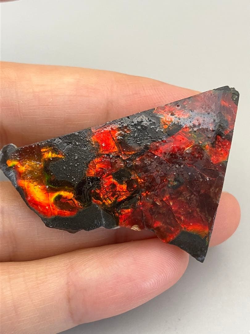 化石 原石 アンモライト アンモナイト カナダ産 幅4.4cm 箱付き