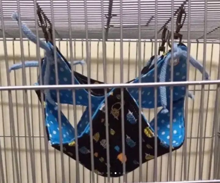 モモンガハウス（動物のサイクリング）秋・春仕様 1850円 モモンガ用 服