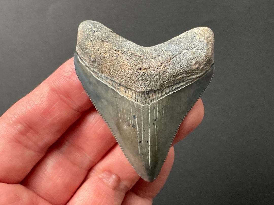 化石 [MG209] メガロドンの歯 購入