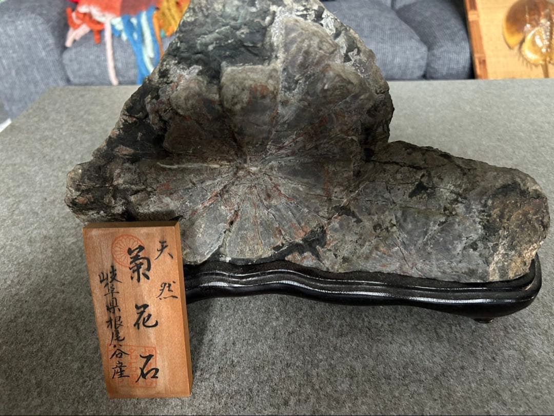 菊花石 自然石 木製台座付き　標本あり 岐阜県根尾谷産 大型 天然 菊花石 (木製台座付き)