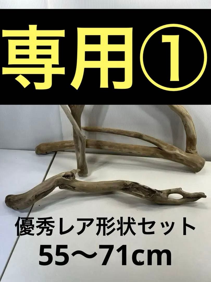 F7アク抜き済み流木セット 爬虫類シェルター 登り木 インテリア 生け花