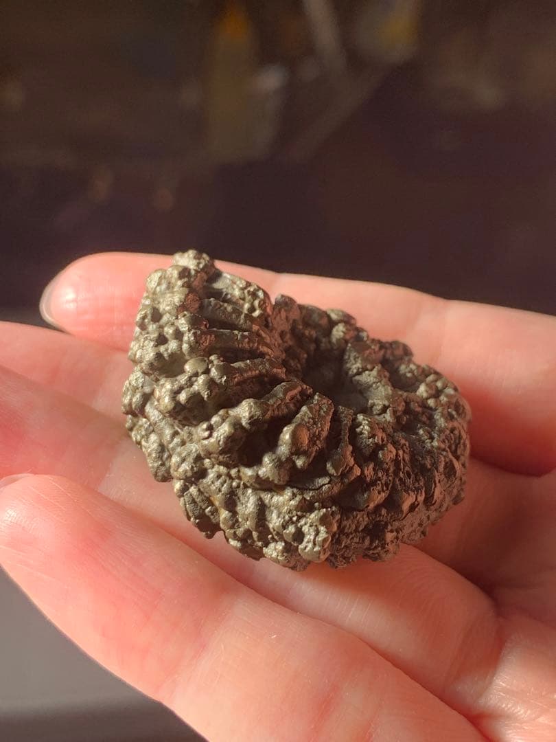 アンモナイト パイライト 化石 黄鉄鉱 アンモライト 恐竜 爪 歯 牙 三葉虫