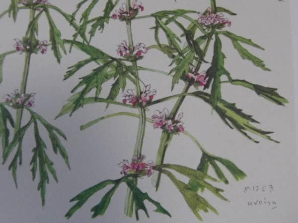 小磯良平、あかね、高級薬用植物画、版上サイン入り、新品額付