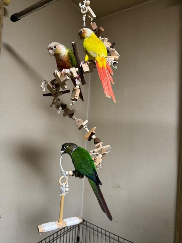 2ロング 自然素材 ウッドクライミング 中型インコ ガジガジバードトイ