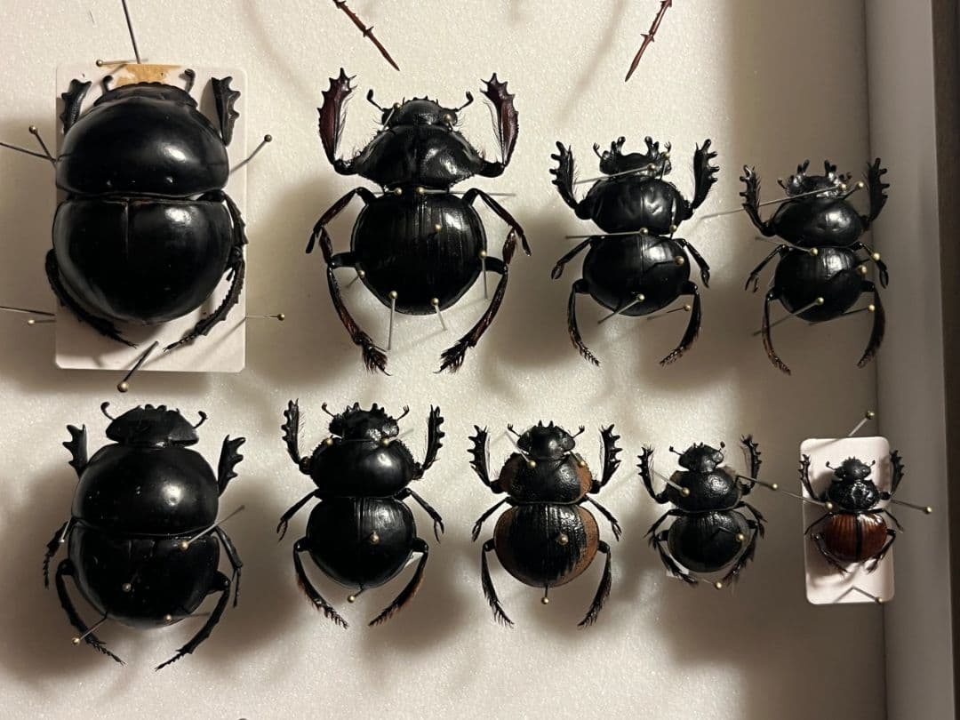 属内最大種】Pachysoma アカアシタマオシハネナシコガネ フンチュウ標本