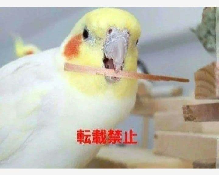 C340 インコ オオム カジカジ、ガジガジおもちゃセット かじり木