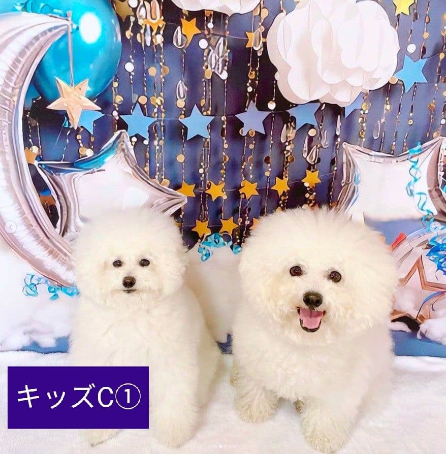 お月見背景布ハロウィンI➃ ペット撮影用フォトブース トリミング