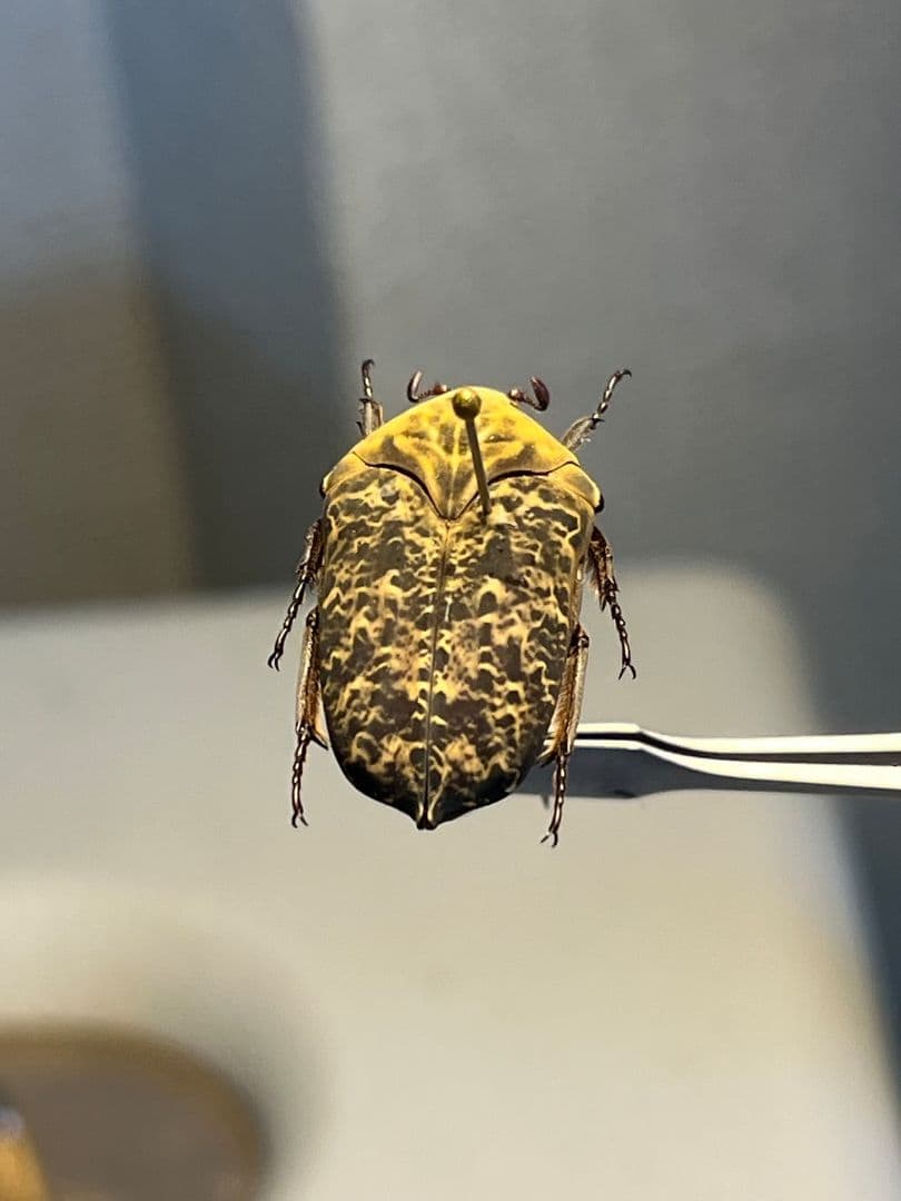 キンイロヒラズカナブンが羽化してきました！緑に金と黒の模様、頭に