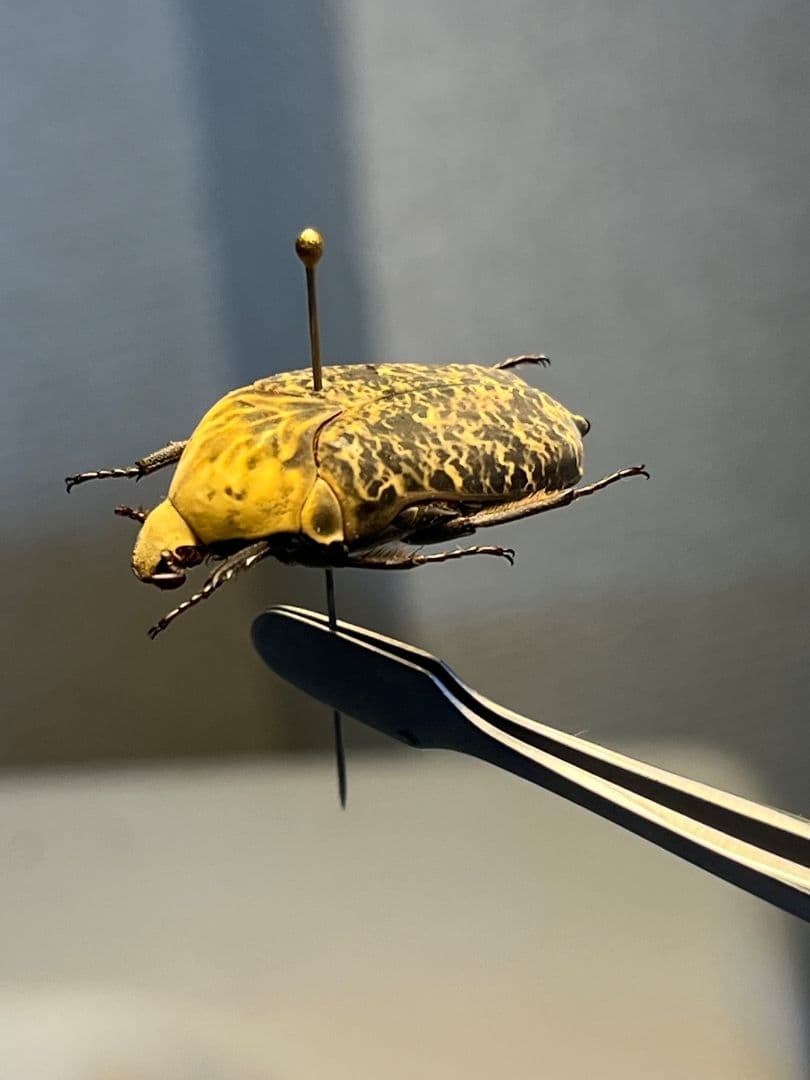 24mm】カスミアヤヒシムネハナムグリ 標本 カナブン プラチナコガネ