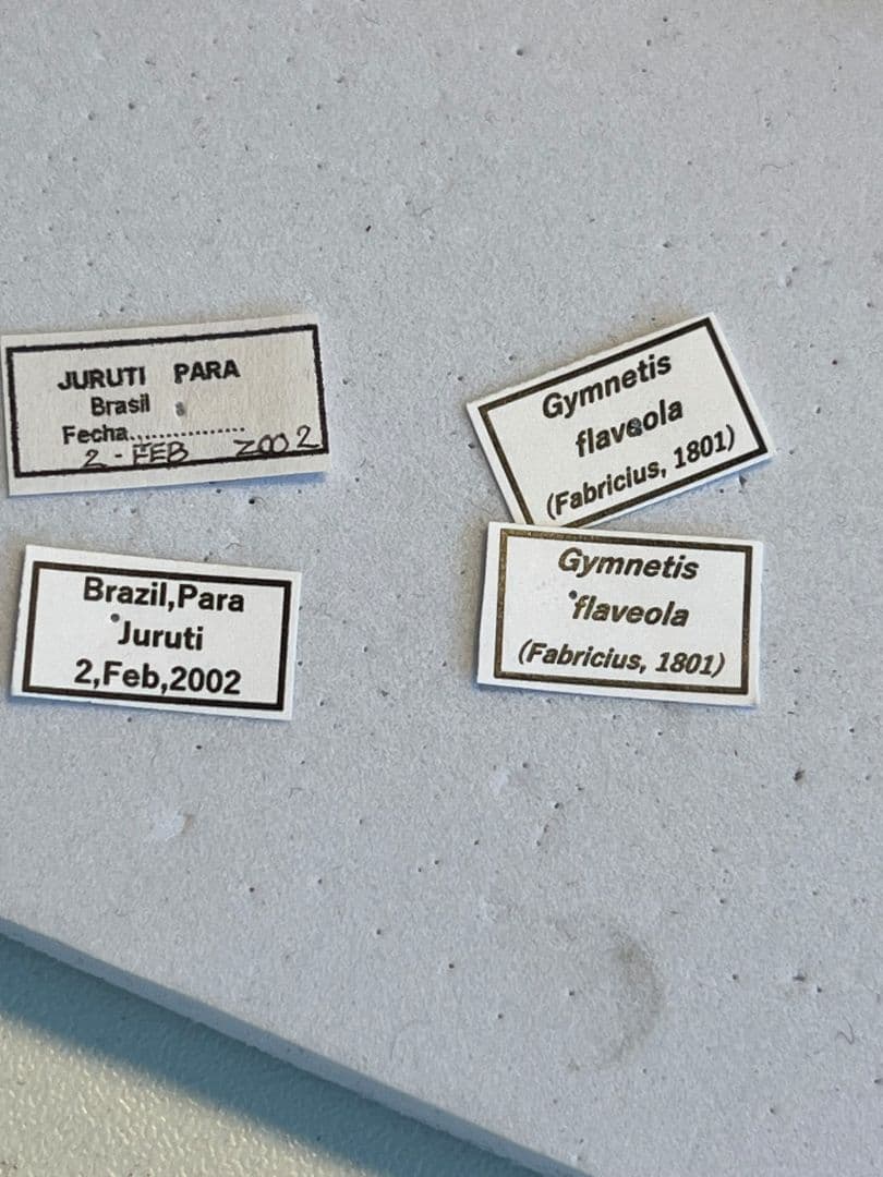 24mm】カスミアヤヒシムネハナムグリ 標本 カナブン プラチナコガネ