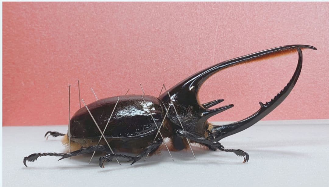 ネプチューンオオカブト野外標本♂