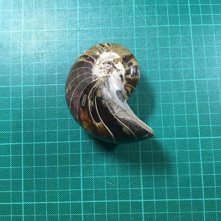 オウムガイ 化石 979g オウムガイの化石 Fossil Nautilus - greenfloat