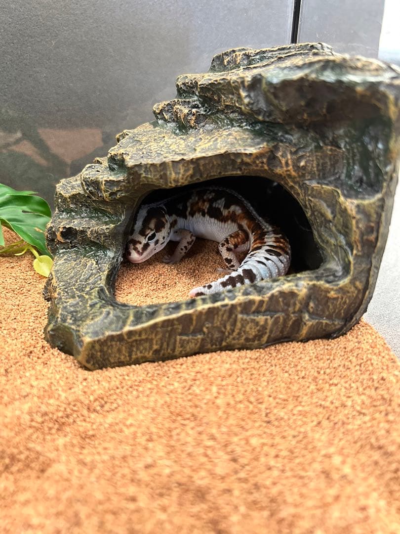 シェルター 隠れ家 亀 ニシアフ レオパ トカゲ 爬虫類 バスキング