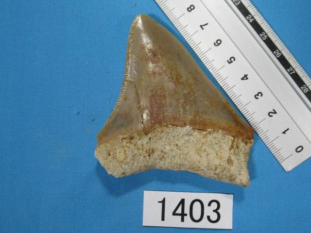 化石 サメの歯・メガロドン・インドネシア・8.5cm・No.1403