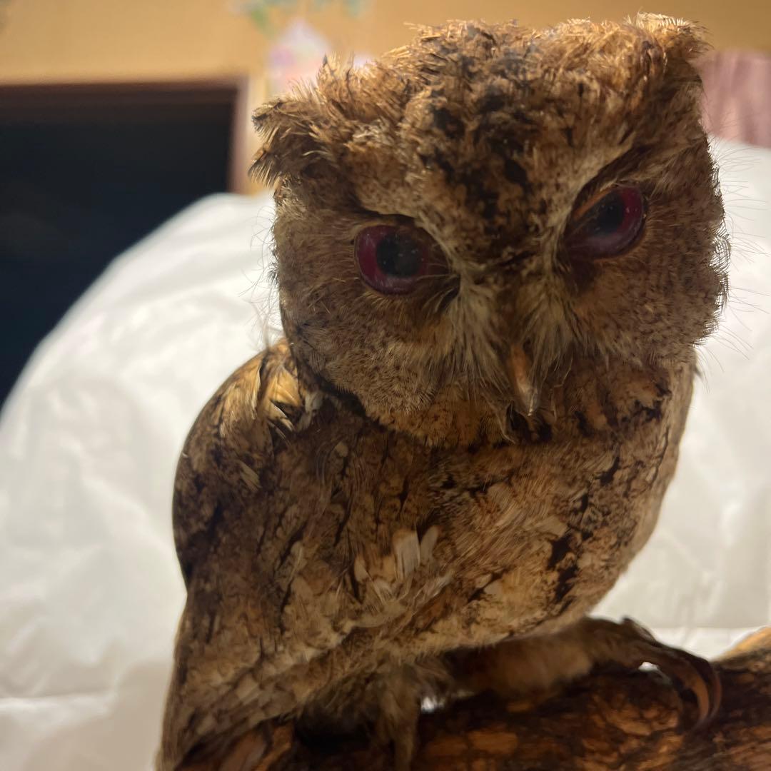 シベリアワシミミズク 剥製 頭部 ハンティングトロフィー ミミズク