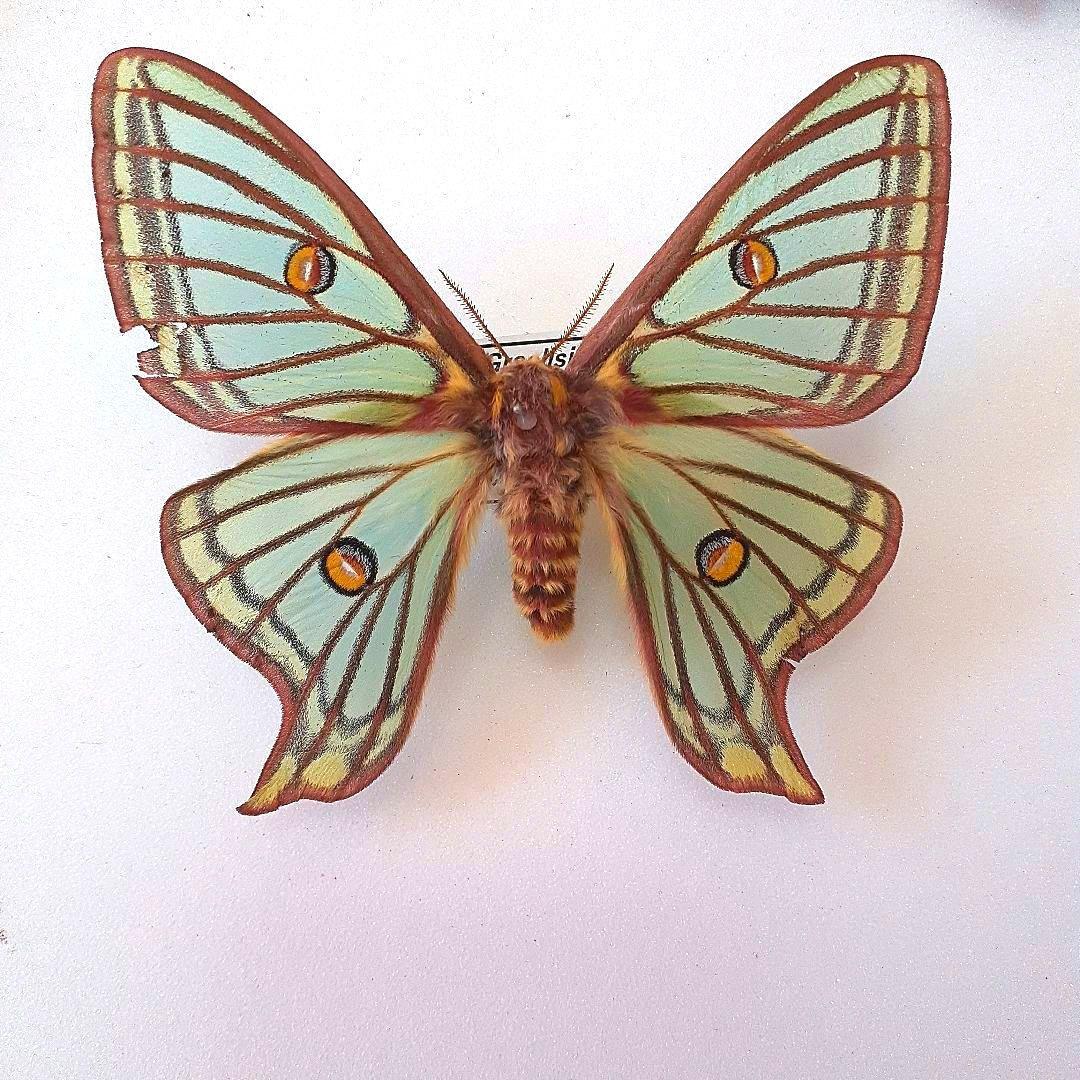 外国産蛾標本 イザベラミズアオ♀️ ヤママユ 飼育品 蝶標本 - メルカリ
