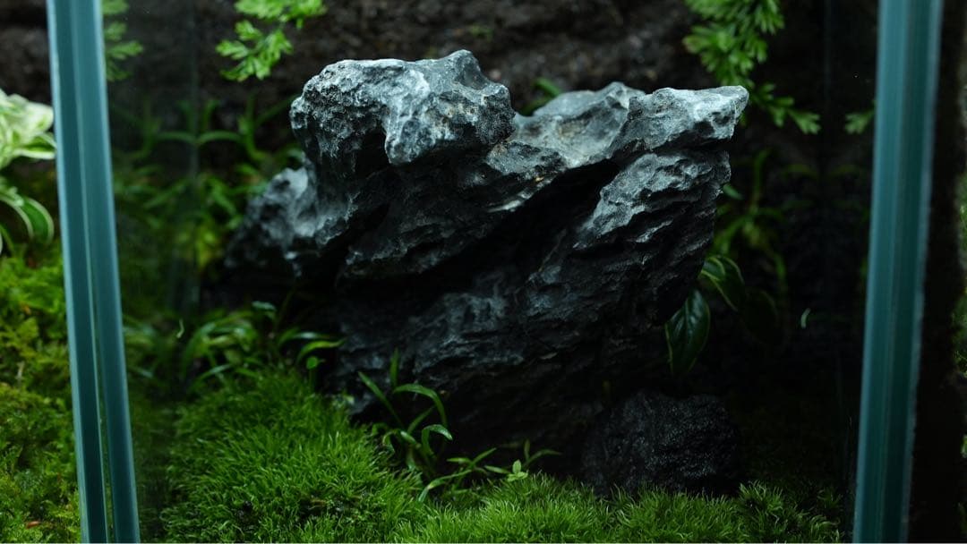 完成品 ADA苔テラリウム イモリウムカエル苔ア トパルダリウム No 297