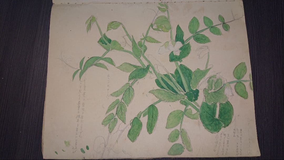 小倉遊亀【真作】の肉筆画 画帳、下描画、色紙、手紙 小倉遊亀【真作】