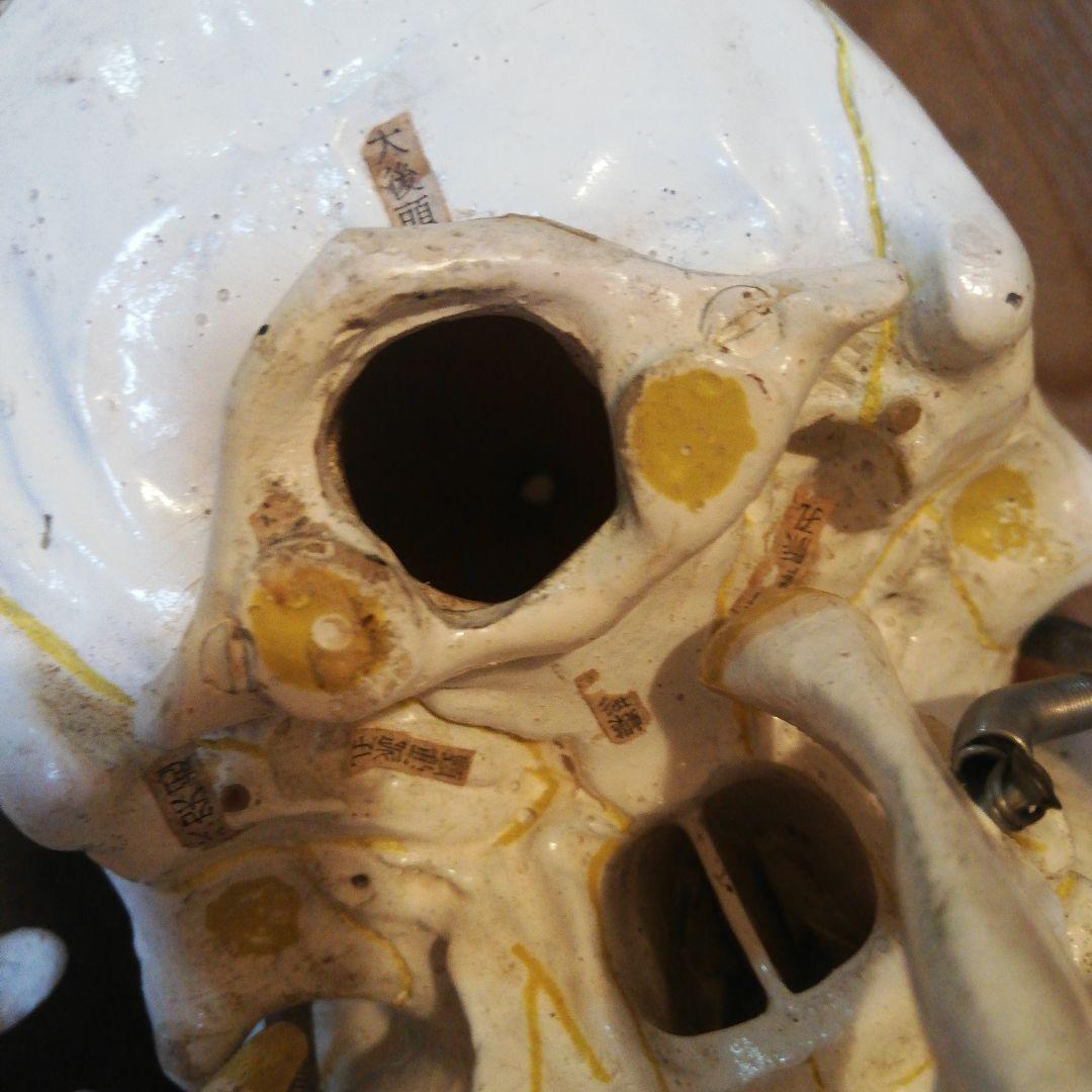 マニアックレア昭和20～30年代頃素材不明レトロ人体骨格模型当時物