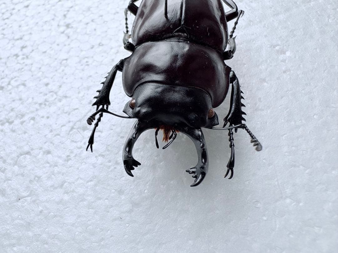 石垣島 ヤエヤママルバネクワガタ 【標本】規制前野外品 - メルカリ