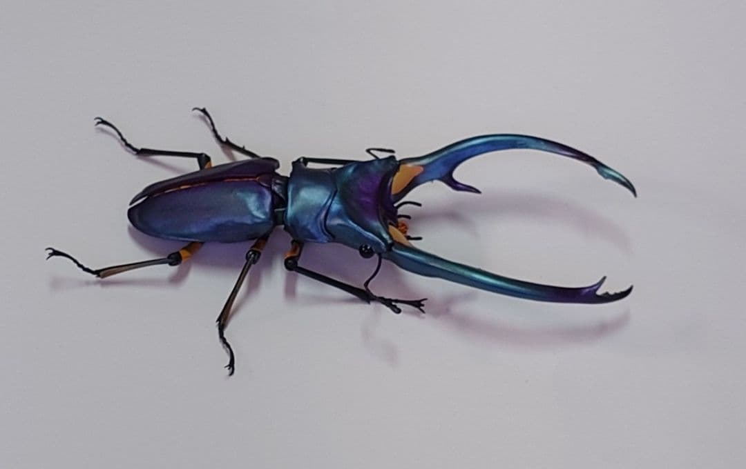 S*n様 くわがた02（レア） エラフスホソアカクワガタ ブルー - メルカリ
