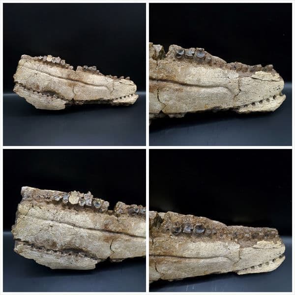 グリポサウルス 化石 デンタルバッテリー 上顎 本物 209mm fr25 - メルカリ