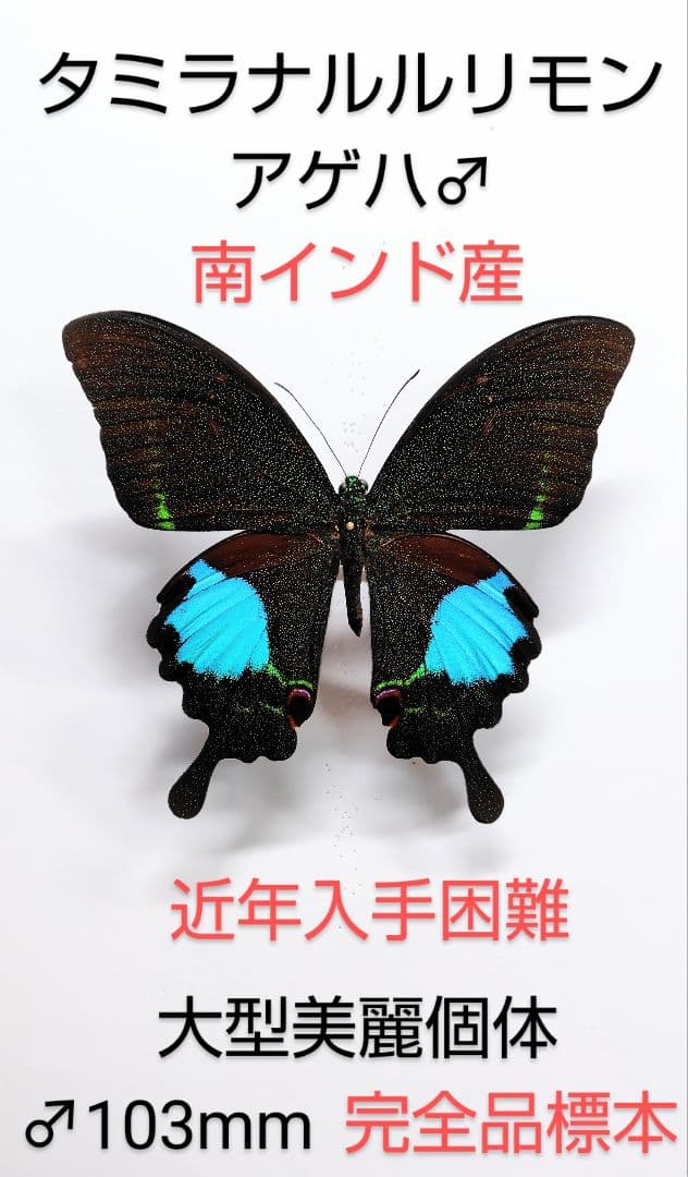 ヨナグニサン蛾標本☆タイ産☆ 224mm 大型迫力美麗標本。 凄く大きい‼️