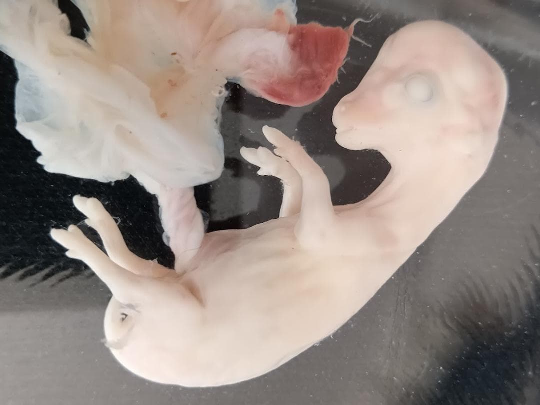 学術標本 種名ニホンジカ 胎児（♂） エタノール浸漬標本 頭胴長約5cm