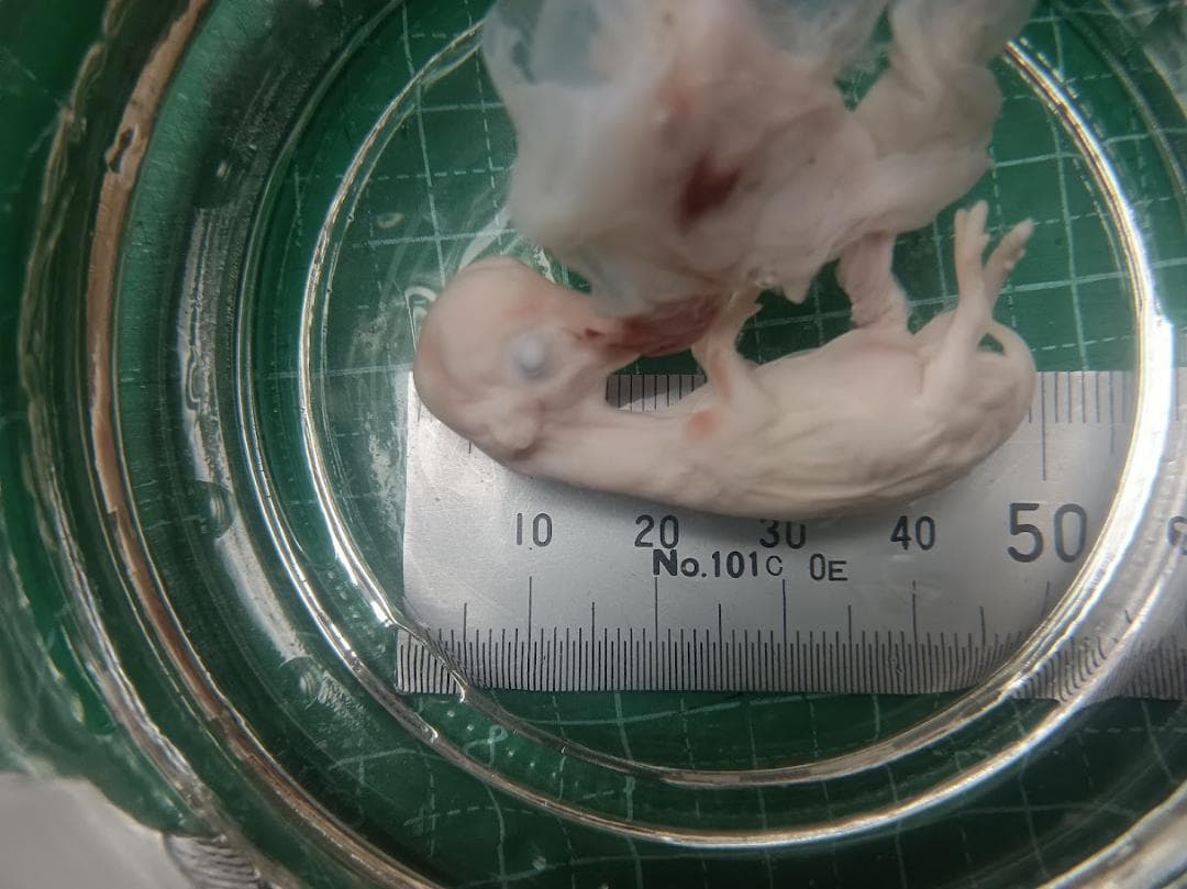 学術標本 種名ニホンジカ 胎児（♂） エタノール浸漬標本 頭胴長約5cm