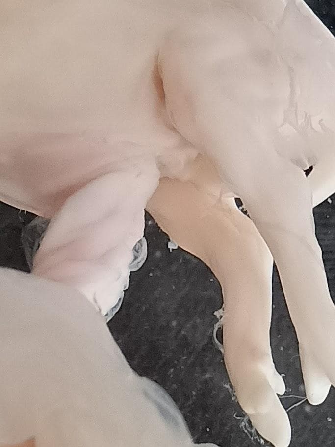 学術標本 種名ニホンジカ 胎児（♂） エタノール浸漬標本 頭胴長約5cm