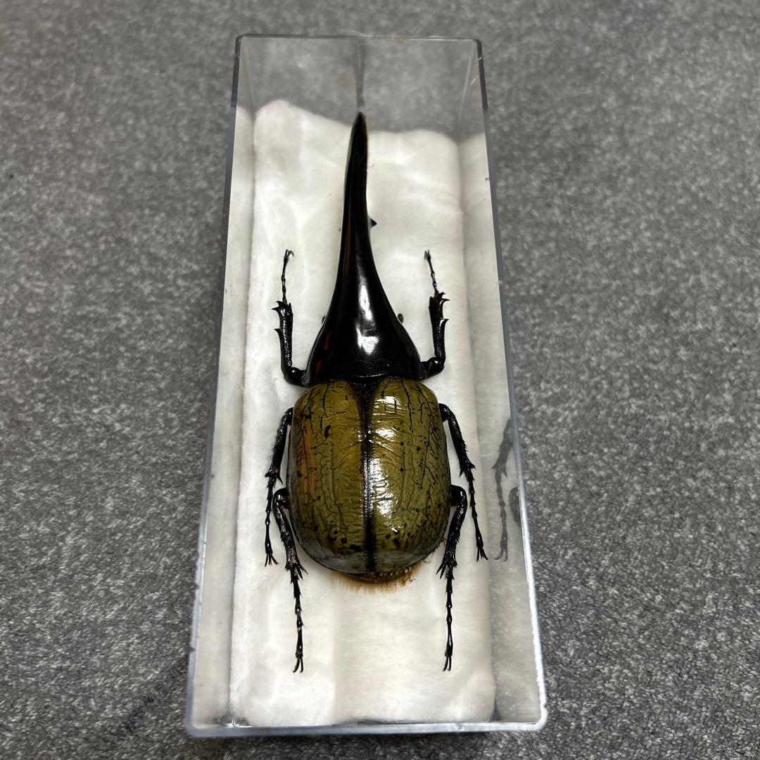 DHヘラクレス】153mm 標本