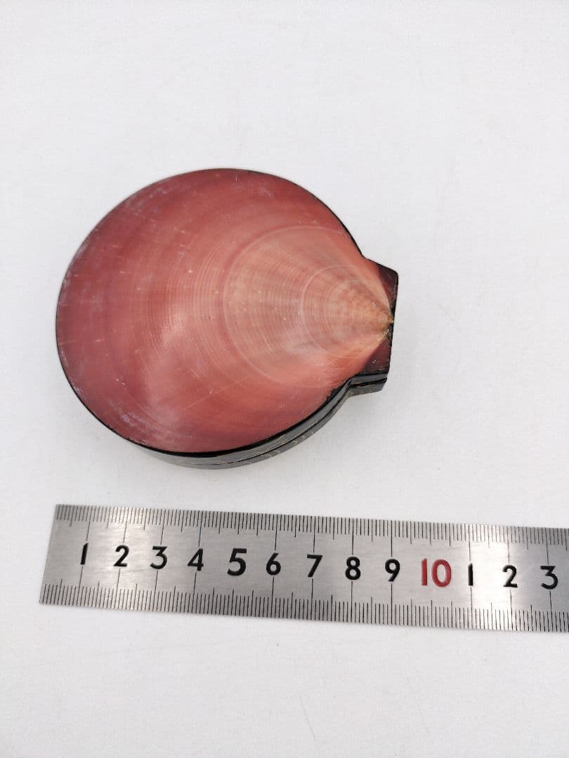 【セール】b806【新品・未使用】香合 月日貝 鈴木光入 玄々好 木箱 茶道具