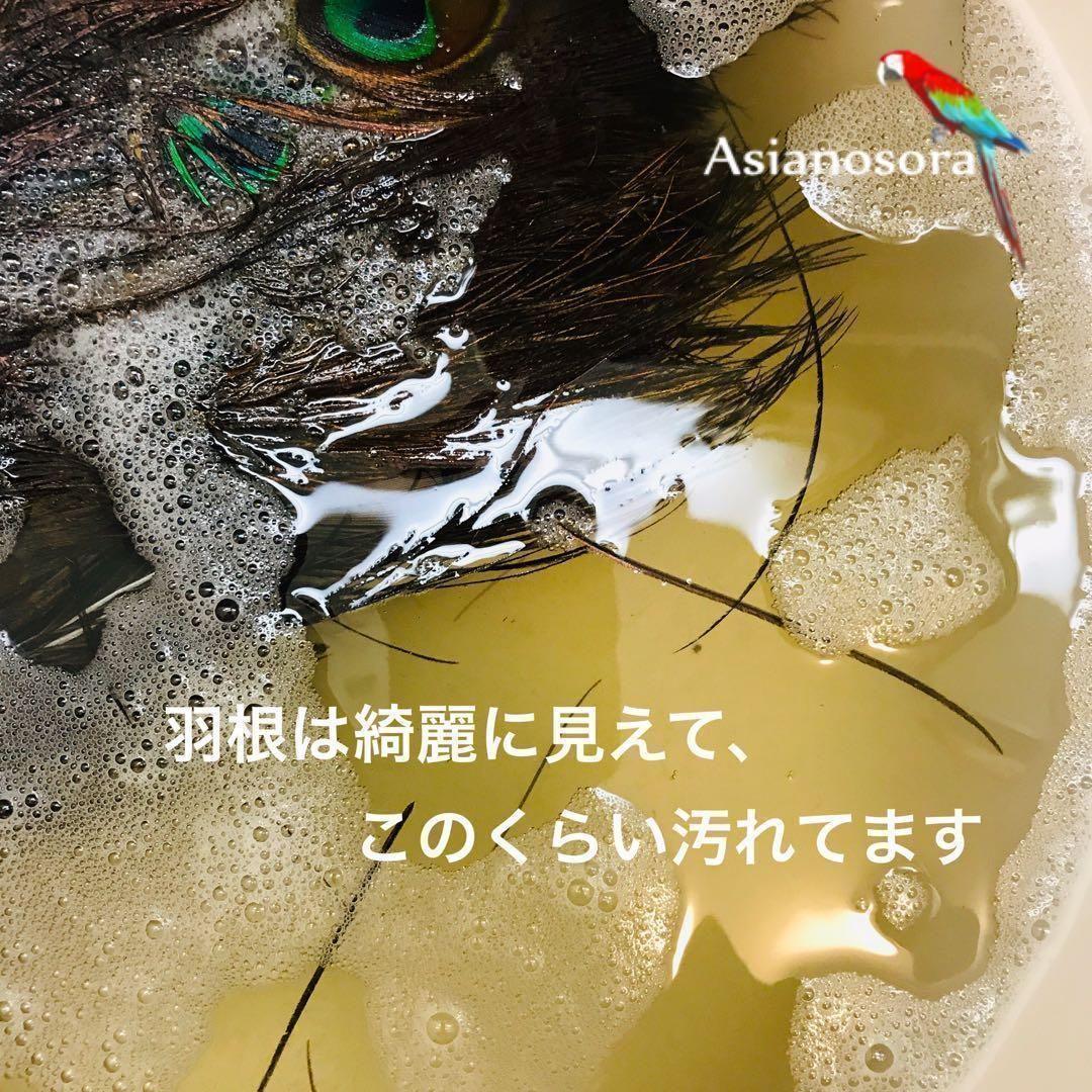 100枚■【クジャク 】孔雀の羽根 目玉 パーツ 鳥 羽根 素材